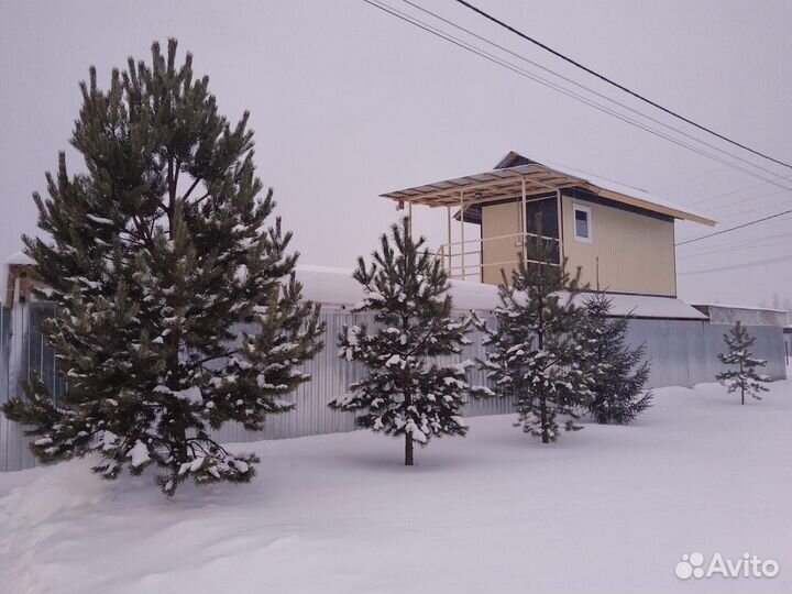 Живые елки, сосны - за 1м