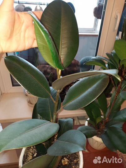 Продаю цветы фикус