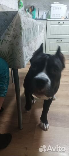 Помесь питбуля