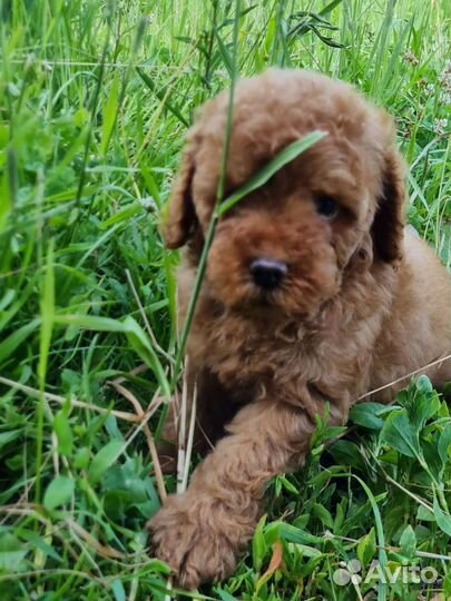 Щенки той/миниатюра пуделя