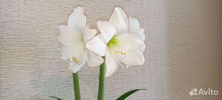 Гиппеаструм Пикоти семена