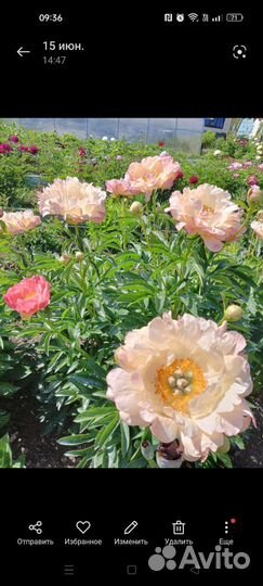 Пионы деленки