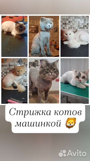 Груминг.Стрижка,вычес кошек и собак. Грумер