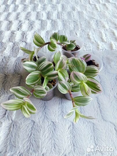 Сциндапсус, Эпипремнум, Традесканция