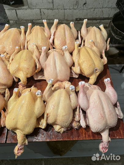 Куры бройлеры тушки мясо