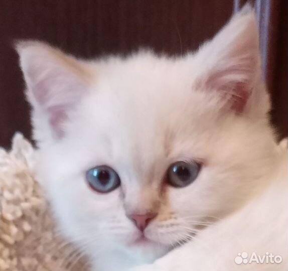 Очаровательный британчик