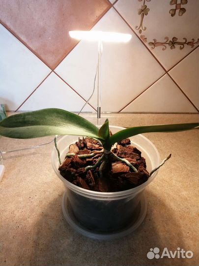 Подсветка для растений