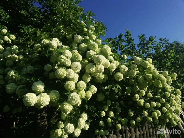 Декоративные кустарники для вашего сада