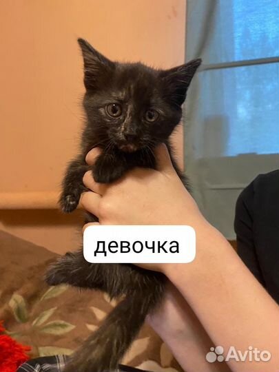 Отдам в добрые руки