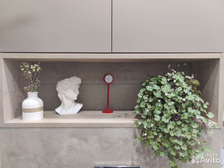 Комнатные цветы цимбалярия