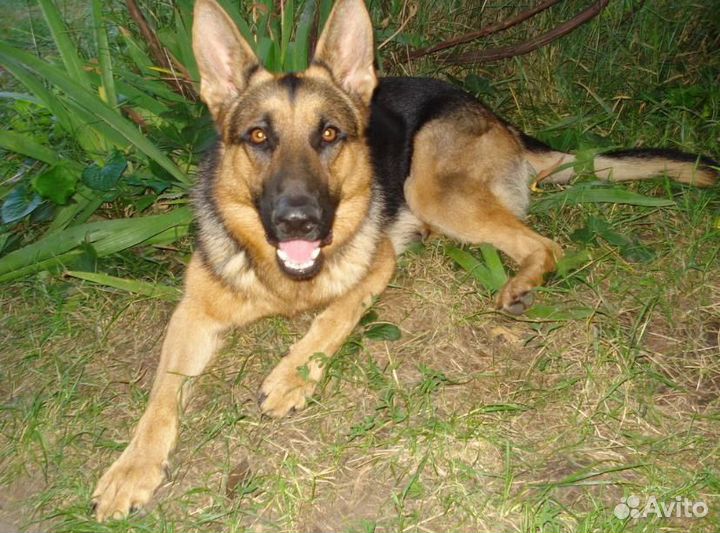 Немецкая овчарка