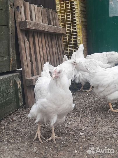 Молодняк кур несушек.разных пород