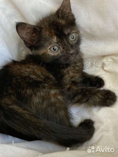 Котёнок - Черепашка