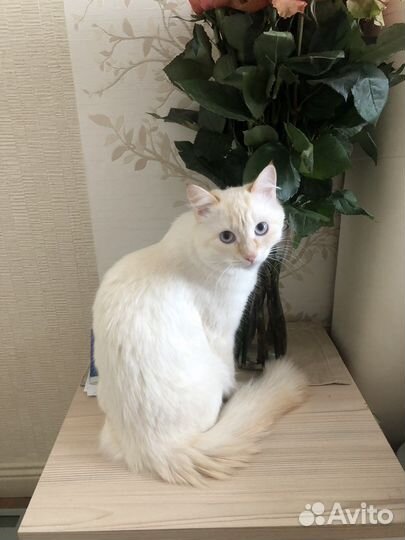 Кошечка в добрые руки