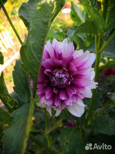 Георгины клубни