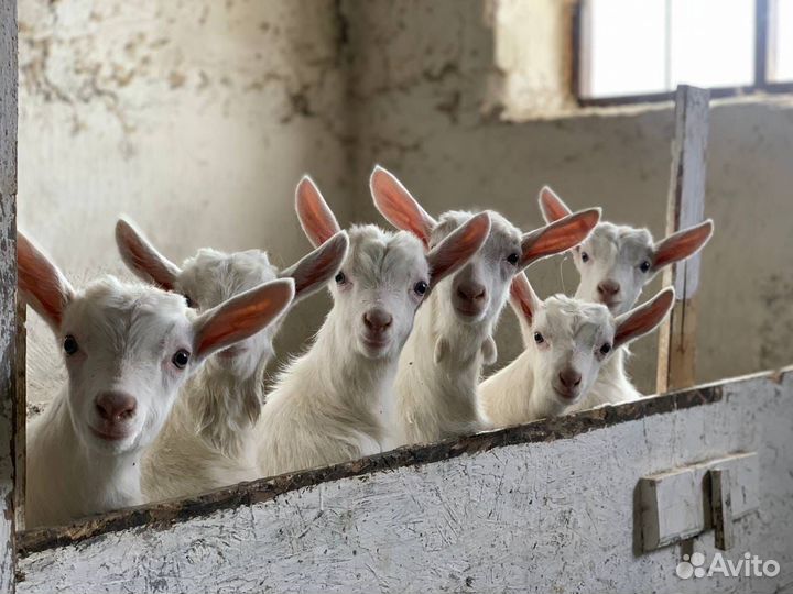 Козье молоко и кисломолочная продукция