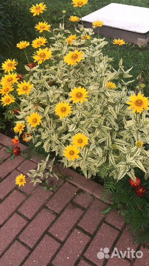 Многолетники для сада