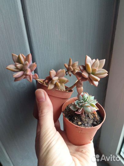 Суккуленты разнообразные ч.6