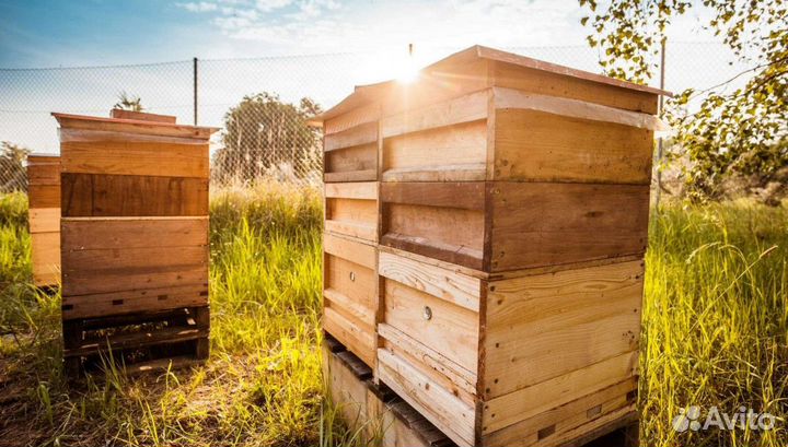 Мёд натуральный с Алтая оптом