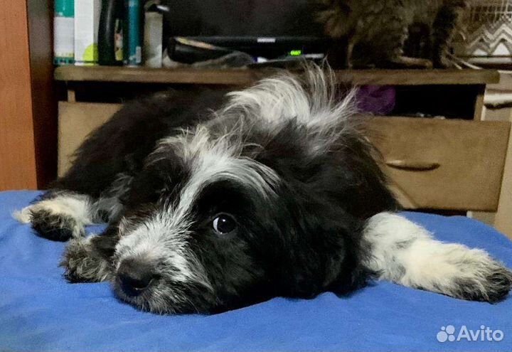 Шикарный собачий ребёнок