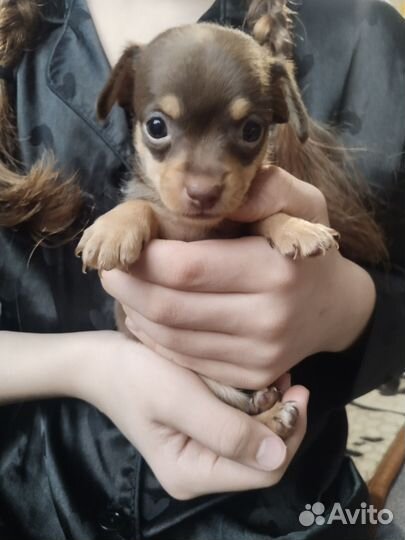 Щенки русского той терьера