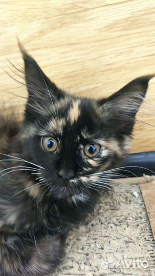 Котята мейн-кун