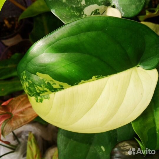 Сингониум Чиапенсе вар