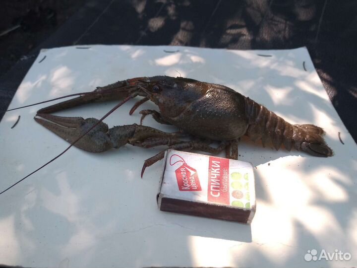 Живые раки вылов сегодняшний