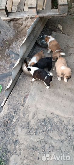 Щенки в добрые руки отдам бесплатно