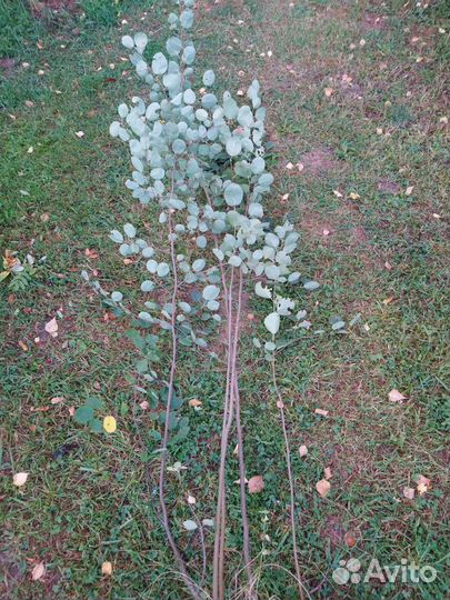 Саженцы Ирги Канадской, Ирга Звездная ночь