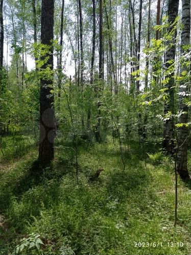 Участок 8 сот. (СНТ, ДНП)