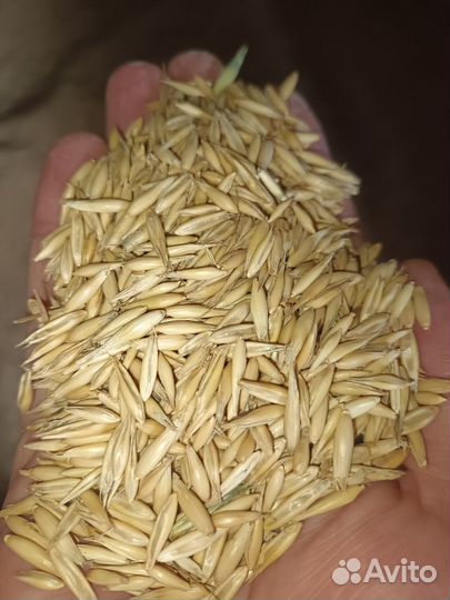 Овёс оптом