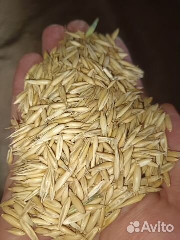Овёс оптом