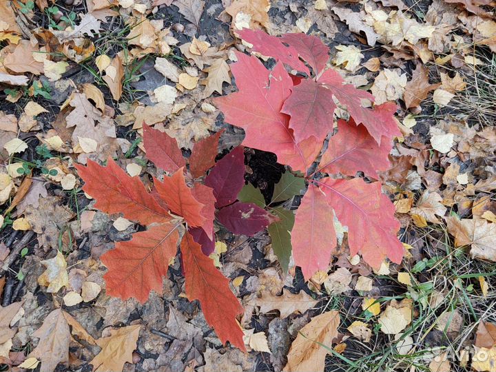 Саженцы канадского дуба, клёнодуб, красный дуб