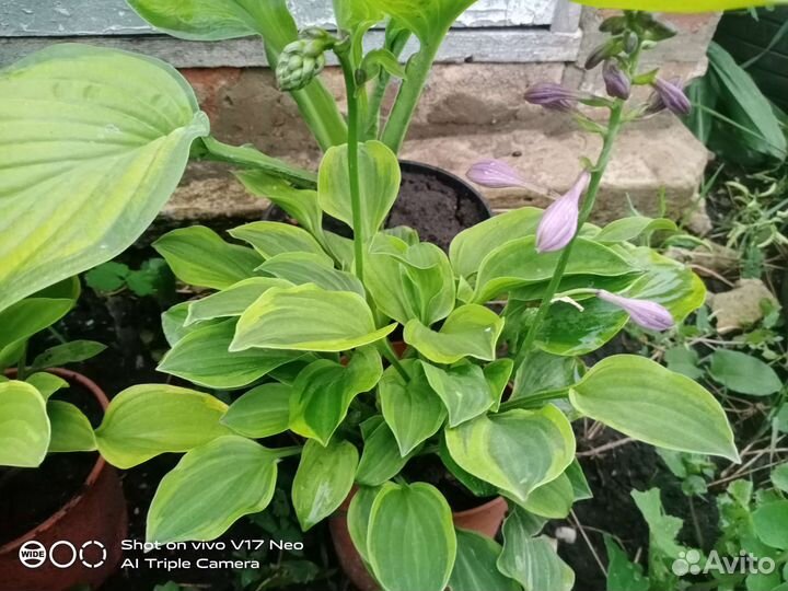 Хоста Albomarginata, Halcyon и др часть 1