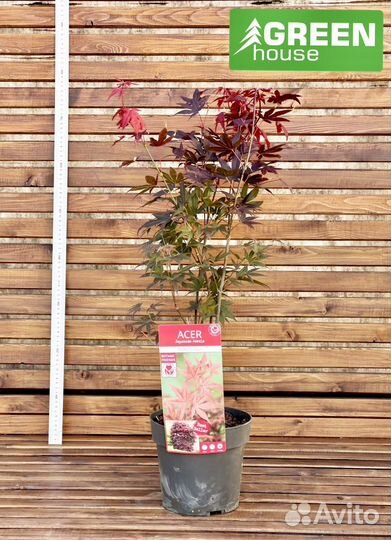 Клематис в ассортименте