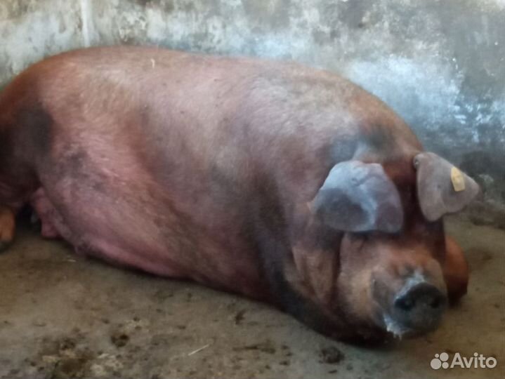 Продам свиноматку