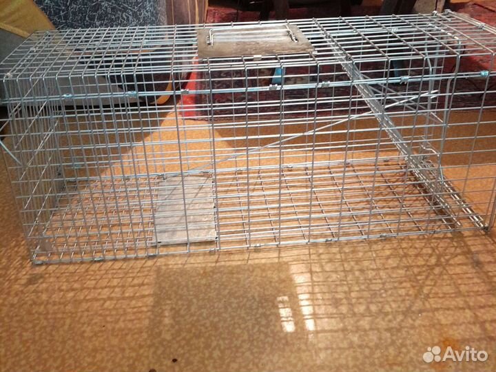 Кошколовка в аренду