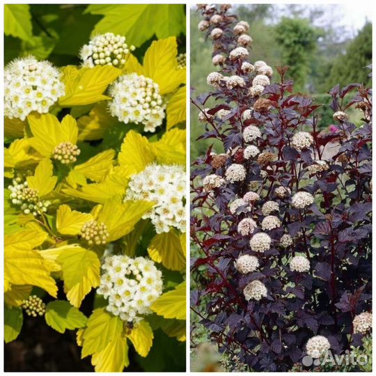 Саженцы растений для малоуходного сада