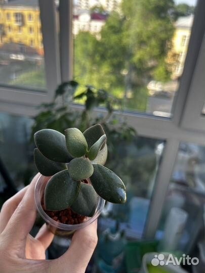 Крассула толстянка