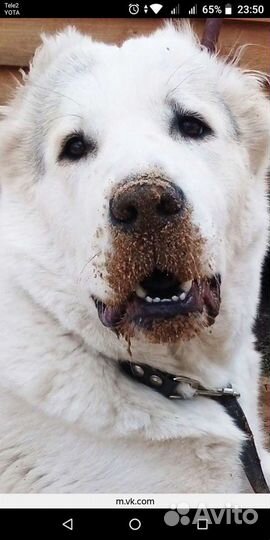 Кобель для вязки