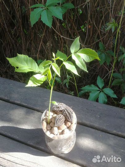 Манжурский орех