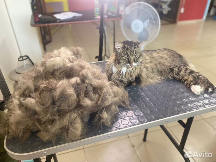 Груминг,стрижка собак,стрижка кошек,грумер