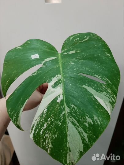 Монстера альба