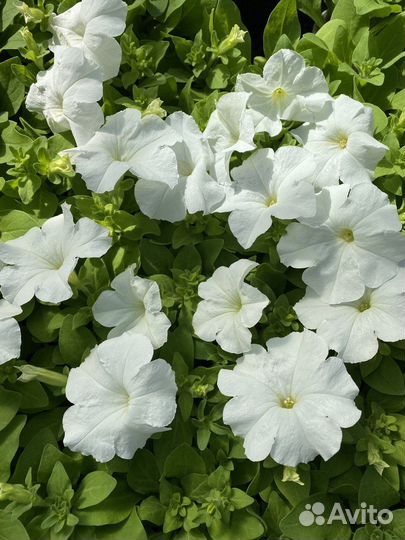 Петуния, бархатцы, агератум, цинерария, ромашка