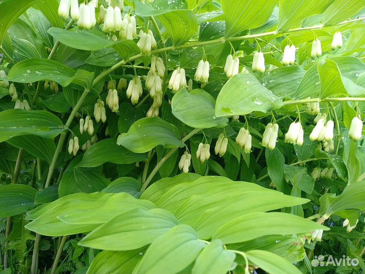 Купена (Соломонова печать)