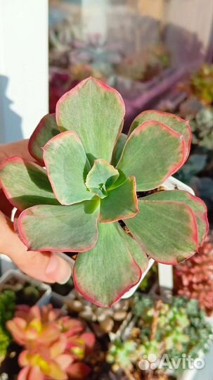 Суккуленты редкие (вариегата)