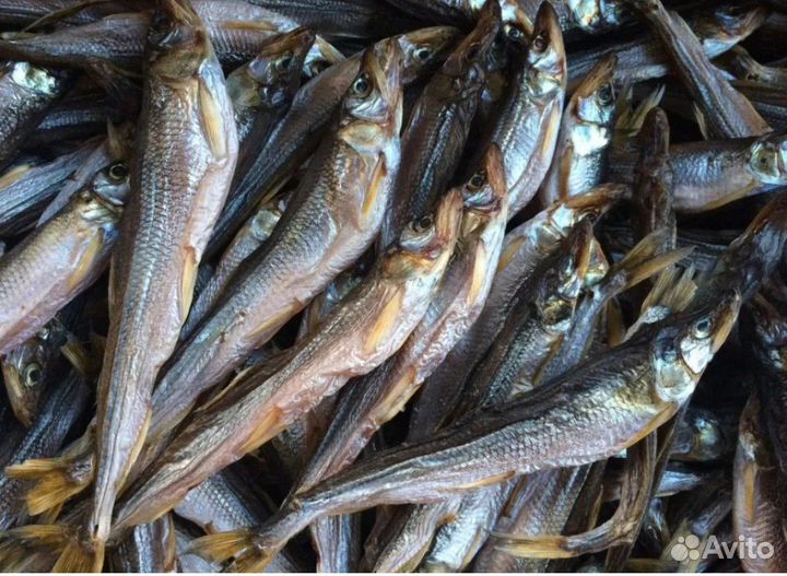 Вяленая рыба Дорадо Сибас Ёрш Форель Мойва Сайра