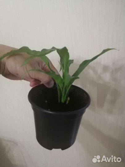 Спатифиллум