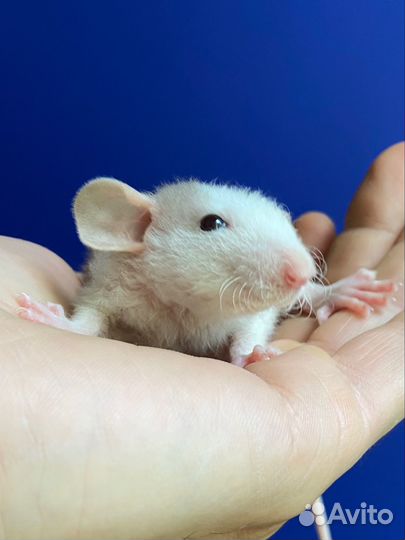 Крысята плюшевые малыши